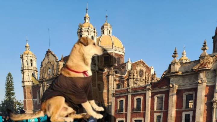 Perrito peregrino de la Basílica de Guadalupe enamora las redes