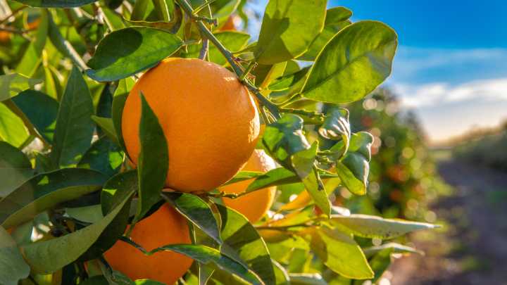 The Most Planted Orange In Florida Is Prized For Its Sweet Juice