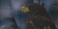 Casa Grande residents search for person who shot protected Harris’s hawks