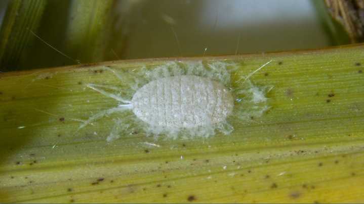 Texas issues urgent alert as a newly detected pest spreads across more than 20 counties