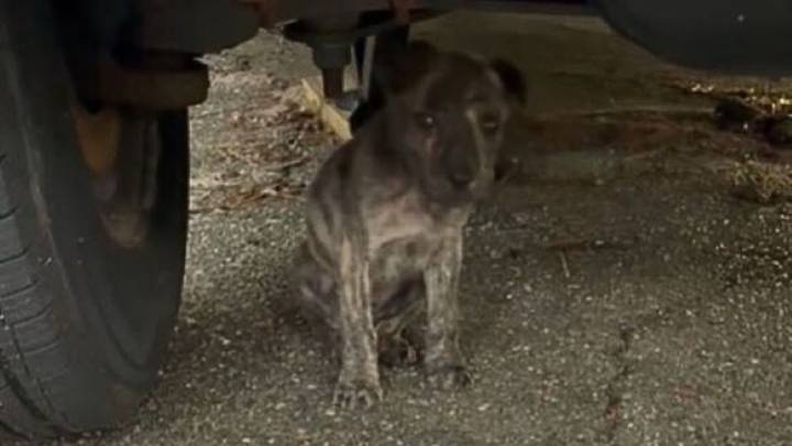 Mississippi Woman Rescues Puppy From The Woods, Uncovers A Shocking Twist