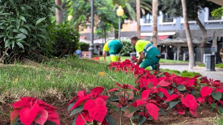 Roban medio centenar de flores de pascua en el primer fin de semana de la Navidad en Las Palmas de Gran Canaria