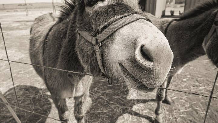 Identifican la mula más antigua de Europa occidental en un yacimiento en Cataluña