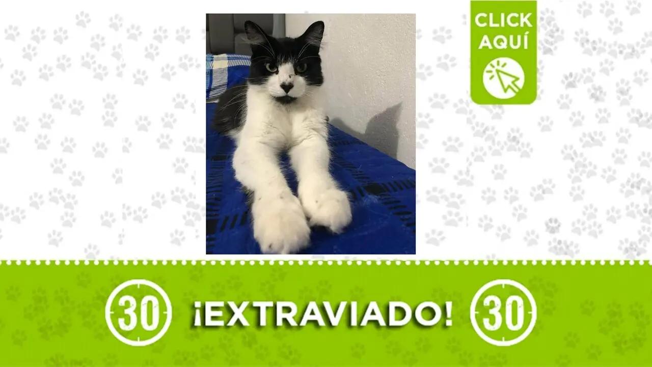 El gatito Apolo se perdió en Robledo Aures ¿Lo has visto?