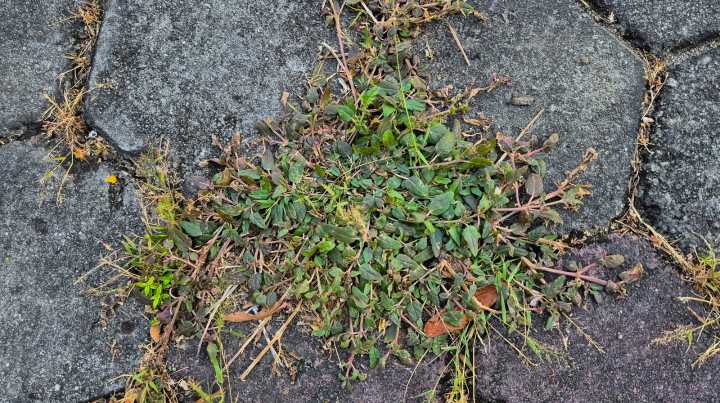 Say Goodbye To Weeds Growing In Cracks With One Easy, Affordable DIY Solution