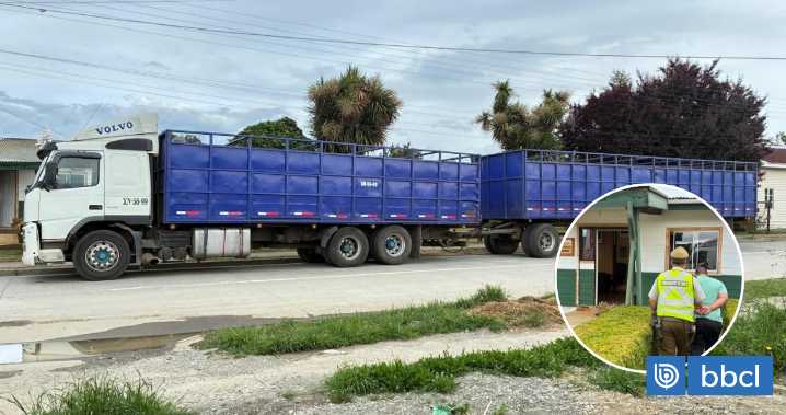 Detienen a conductor que trasladaba 50 vacunos desde predio en cuarentena y reivindicación territorial