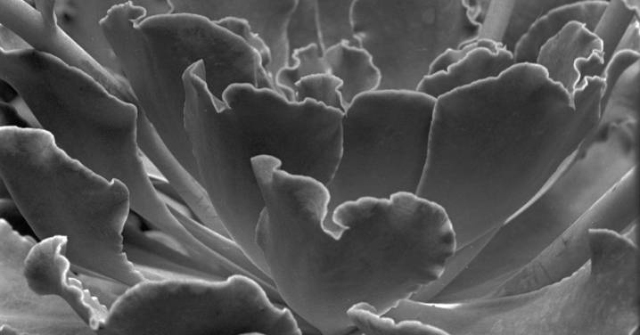 Exploring the Shades of Gray: Meaning, History, and Photography Insights