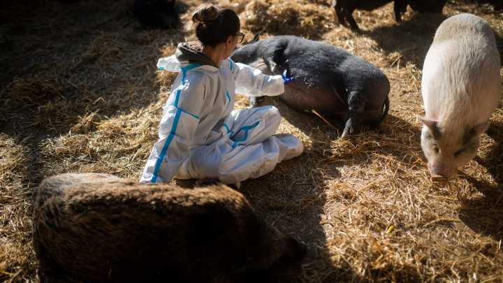 El Govern decide reducir a la mitad la población de jabalíes en Cataluña por la peste porcina africana