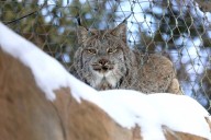 Lynx brothers move into Lake Superior Zoo