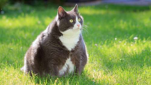 Company launches clinical trial of GLP