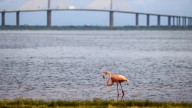 The flamingo’s long history in Florida. Will it become the state bird?
