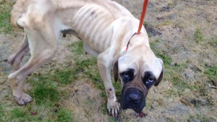 Maryland Pup Goes From Fear To Trust In A Story That Will Move You