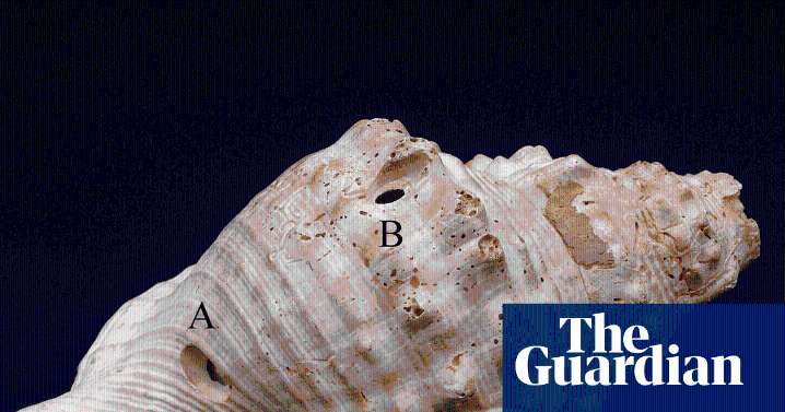 Shells found in Spain could be among oldest known musical instruments