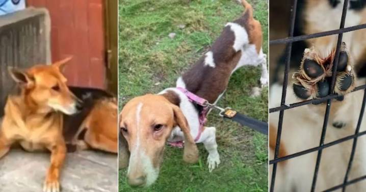 Princesa, Luna, Bella y Tony: nombres que hoy impulsan acciones de justicia contra el maltrato animal