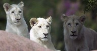 Fan-favourite lion put down at Toronto Zoo after months of veterinary care