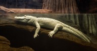 Claude, beloved albino alligator at the California Academy of Sciences, dies at 30