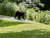 DEEP Bear Management Listening Session Coming to West Hartford