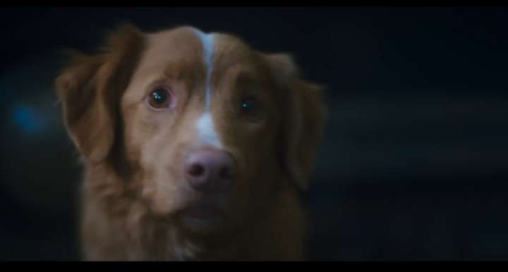 Thousands Sign Petition Calling for Dog To Receive Honorary Oscar