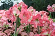 Which holiday plants are dangerous to pets?