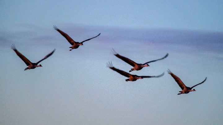Lubbock warns citizens not to handle sick, dead birds due to H5N1 risk
