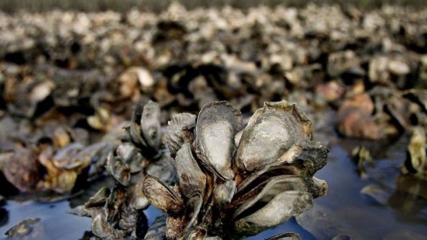 Give your oyster shells new life in Georgia’s coastal waters