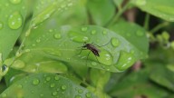 La planta que crece todo el año y espanta mosquitos este verano sin tener que usar espirales