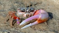 Carcinization: Why Does Evolution Keep Turning Everything Into Crabs?
