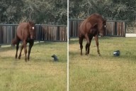Driver Leaves Package Too Close to Fence—Then Unexpected Pet Snatches It