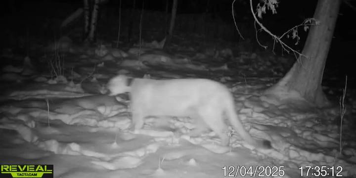 Cougar seen roaming in Duluth Heights, may still be in the Duluth area