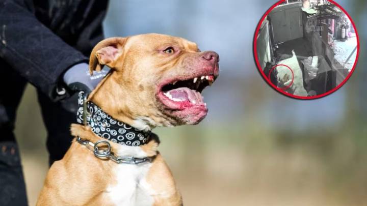 Ana fue brutalmente atacada por perros pitbulls; protegió con su cuerpo a su hijo