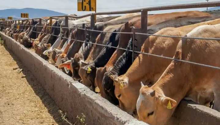 Ganaderos alertan que controles por plaga del gusano barrenador encarecerán la carne