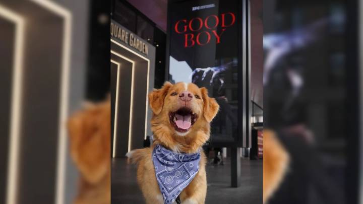 How A New York Family’s Pet Dog Became The Star Of A Horror Film Without Even Realizing It