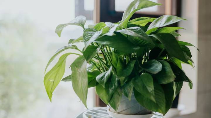 La planta que purifica el aire y crece más cuanto menos la tocás