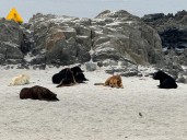 Perros callejeros generan preocupación en Bahía Inglesa