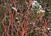 Regular pruning keeps color coming in dogwoods