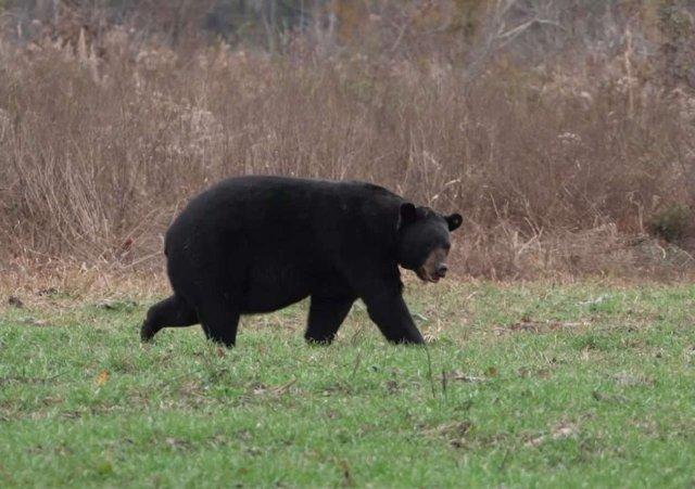 MDWFP Reminds Deer Hunters to Stay ‘BearWise’ This Season