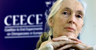 PETA names Jane Goodall ‘person of the year’ for 2025