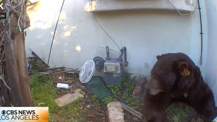 Barry’s back! Large black bear hiding out under another Altadena home