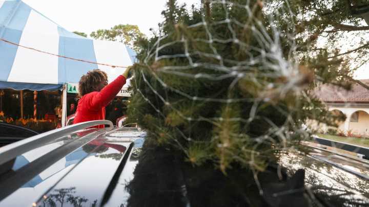 Looking for a real Christmas tree? Where you can buy one in Florida