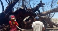 Ica: huarango patrimonial de Santa Cruz es incendiado por desconocidos últimas