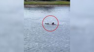 Florida Man Approaches The Lake And Discovers A Struggle That Few Would Dare Confront