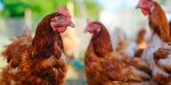 H5N1 Bird Flu Could Trigger Pandemic More Deadly Than COVID