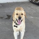 Buscan a “Ruso”, perrito extraviado en San Felipe