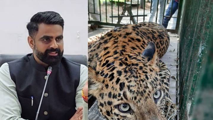Pune: 68 Leopards Captured In Junnar Forest Division; Cages And Preventive Measures Yield Results, Says Collector Jitendra Dudi