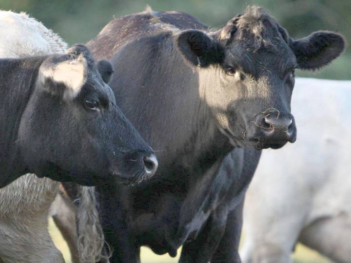 Bluetongue suspected in second herd in Co Down