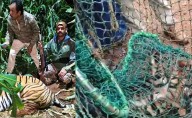 Four rescued tiger cubs die at Mysuru centre; viral infection sus...