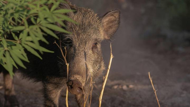 Cataluña sospecha que el origen del brote de peste porcina está en un bocadillo con embutido contaminado