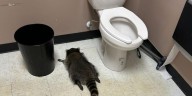 Raccoon breaks into Ashland ABC store, passes out in bathroom
