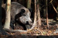 Así es la peste porcina africana que amenaza a España