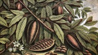 The Bitter History of Chocolate : Throughline : NPR